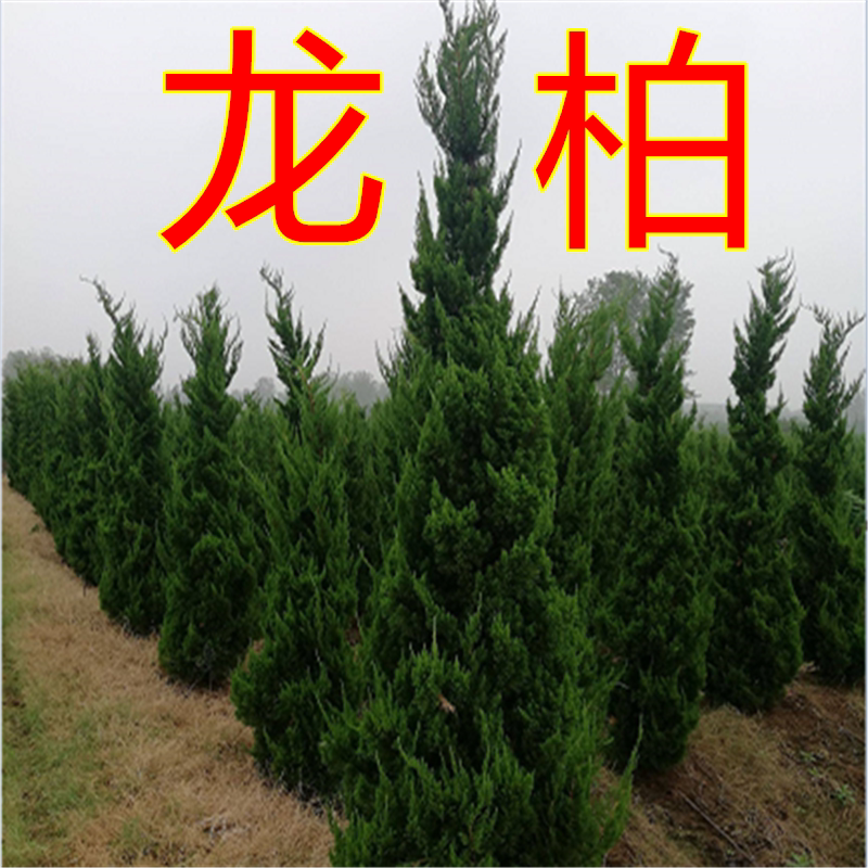 龙柏苗龙柏树苗小龙柏球蜀桧塔柏