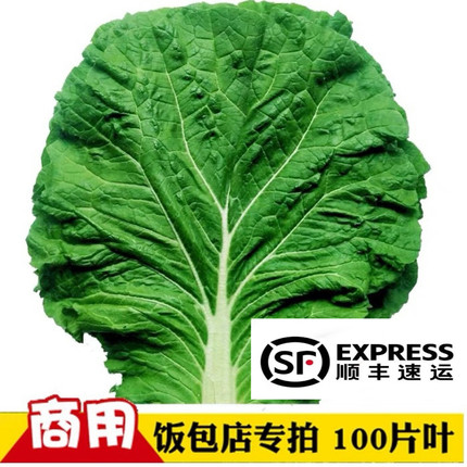 东北白菜叶饭包叶 农家现摘新鲜大白菜叶子包饭大白菜叶100片顺丰