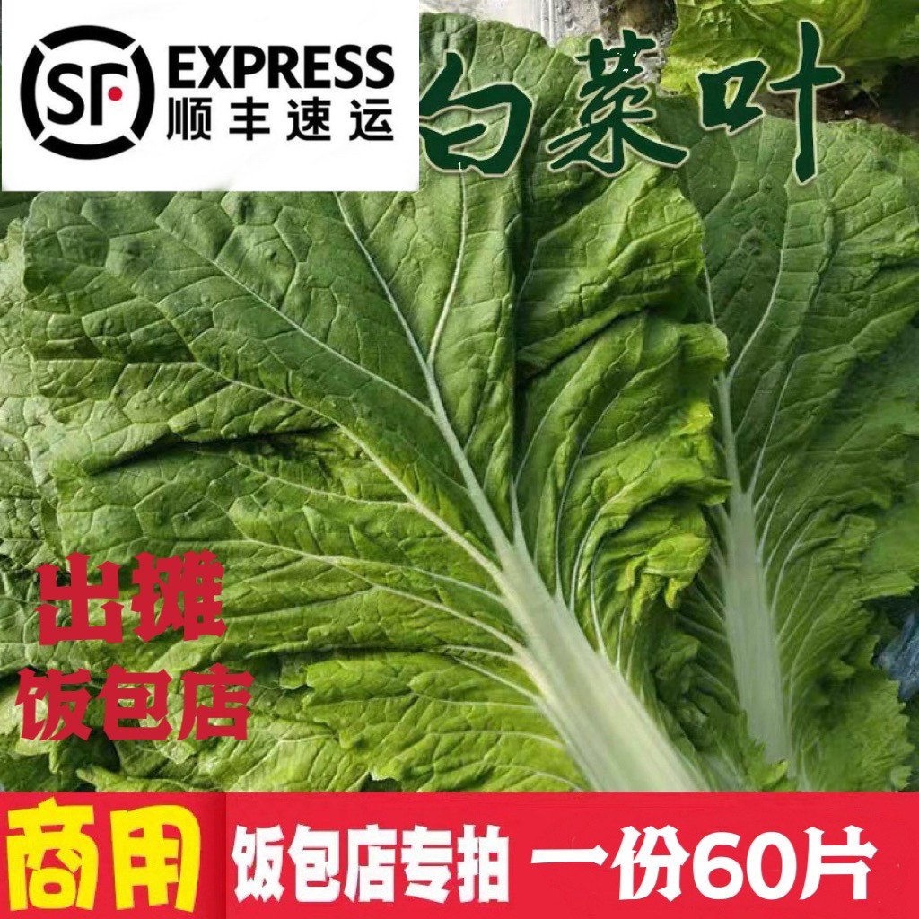 商用顺丰包邮60片大叶白菜东北叶菜类
