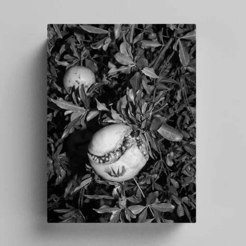 预售 Jacopo Benassi: Bologna Portraits 进口原版图书 Damiani