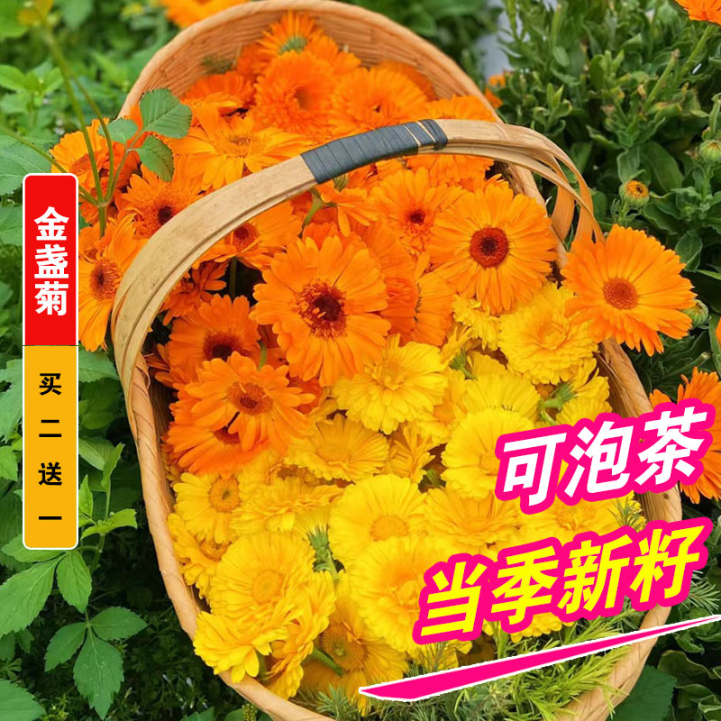 金盏菊种子菊花茶种孑长生菊花籽家庭园艺种子