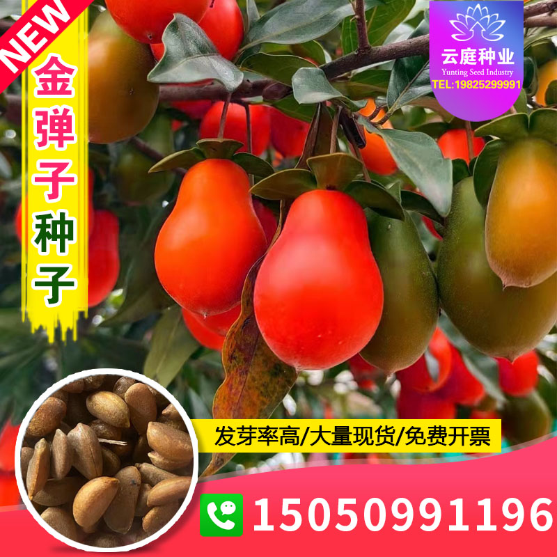 新采金弹子种子老鸦柿种籽金单子盆栽砧木嫁接阳台葫芦形人参果型
