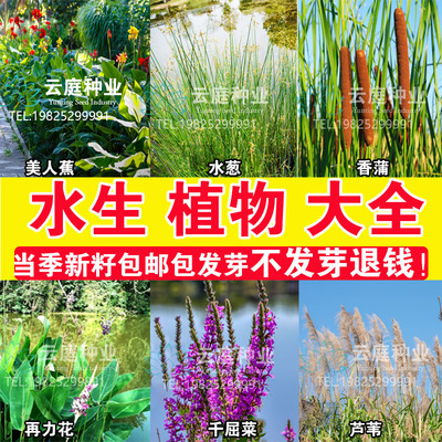 水生植物花卉美人蕉种子黄菖蒲