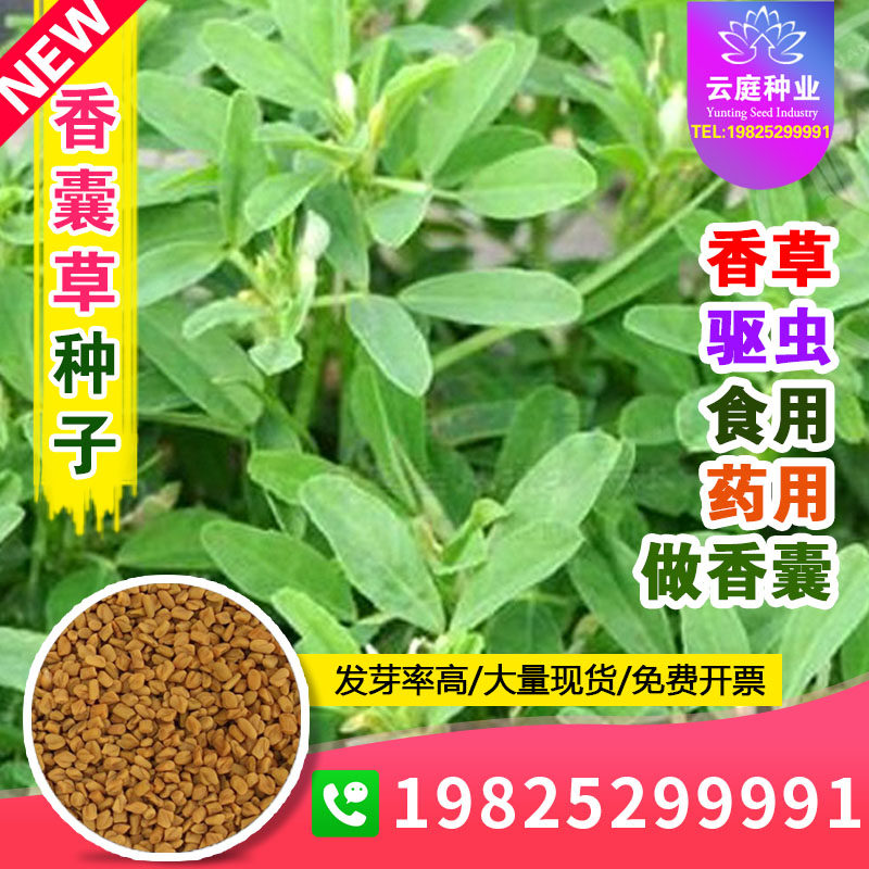 香囊草种子葫芦巴种籽芸香芦巴子香豆苦豆芽苗菜驱蚊驱虫香草植物