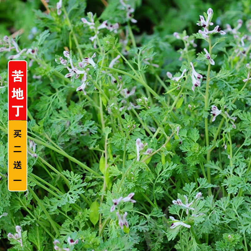 苦地丁种子紫花地丁花卉种籽阳台庭院种堇菜药用野菜药材盆栽家庭
