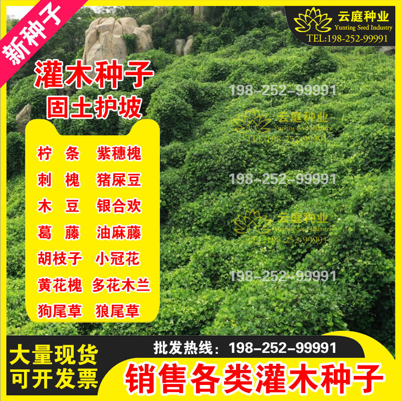 花木兰 灌木种子紫穗槐刺槐猪屎豆多花木兰银合欢柠条堤坝护坡固土草种籽 图片价格品牌报价 原仓数据
