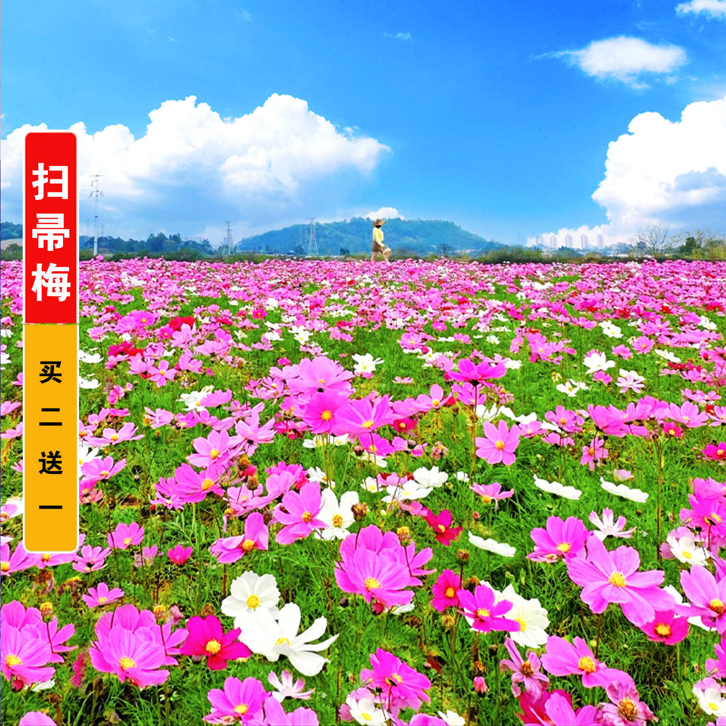 扫帚梅花种七彩格桑花种籽子波斯菊四季播种开花八瓣秋英室内花籽