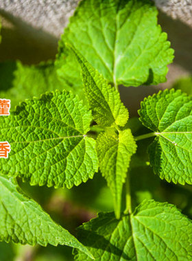 藿香种子四季药食药材广藿香草种籽排香草大叶薄荷合香山茴香种孑