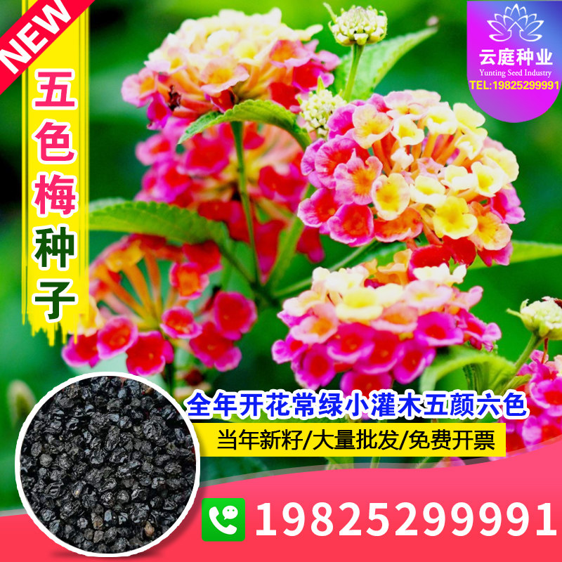 五色梅种子五彩花五雷丹五色绣球四季庭院春夏季驱蚊马樱丹种子籽