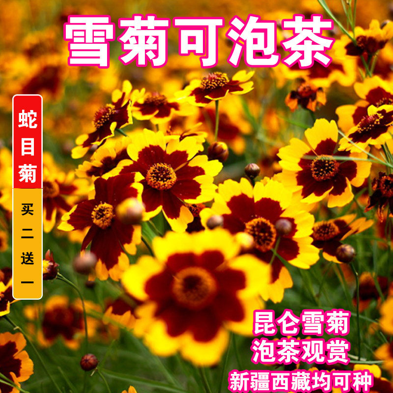 耐寒蛇目菊种子昆仑雪菊天山雪菊花种籽子盆栽庭院花卉种子四季播
