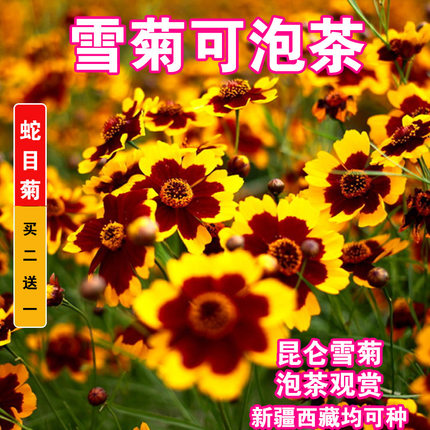 耐寒蛇目菊种子昆仑雪菊天山雪菊花种籽盆栽庭院花卉种孑四季播种