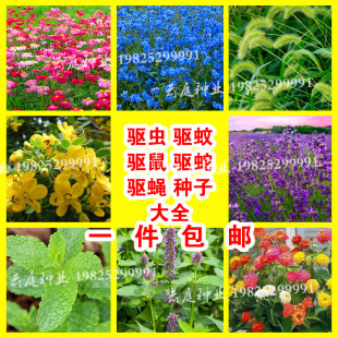 夏季驱蚊种子大全驱蚊草罗勒艾草马丹藿香茴香薄荷种籽香草四季