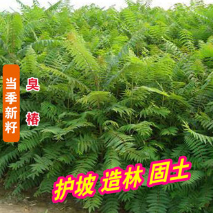 新采大果臭椿种子林木种树种籽乔木造林树苗籽椿树和木砻树樗臭椿