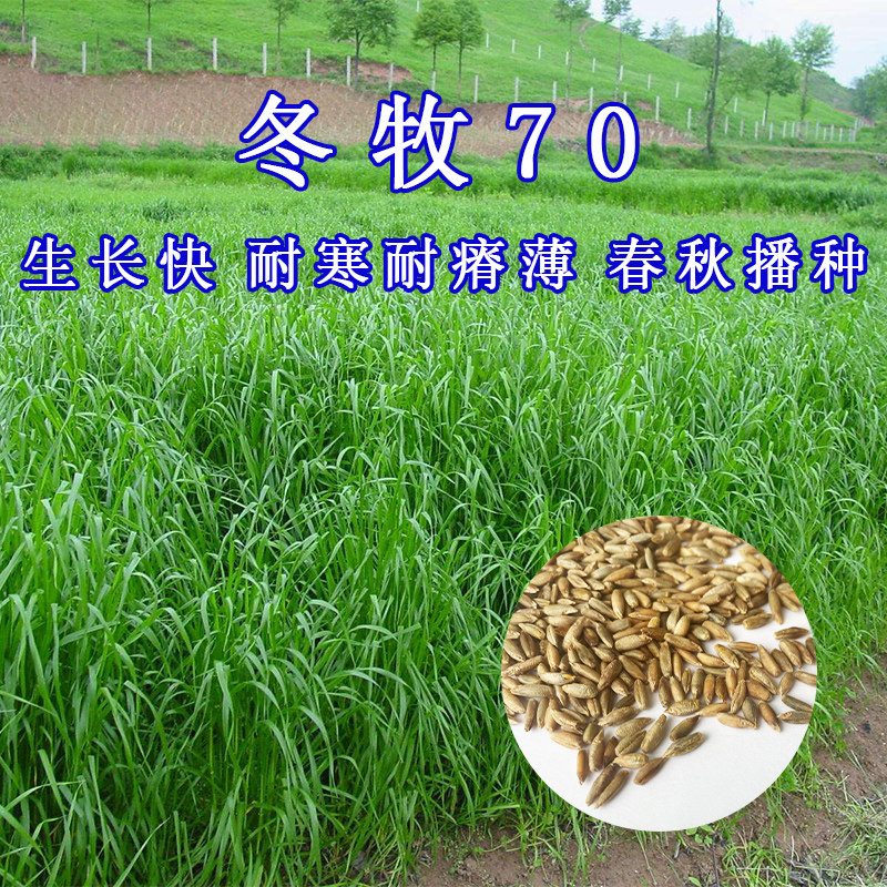 高产冬牧70黑麦草种籽四季常青多年生牧草耐寒草籽养殖禽畜草种子