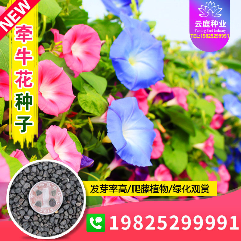 牵牛花种子大花喇叭花种籽植物爬藤盆栽阳台易活栅栏装饰花卉花籽
