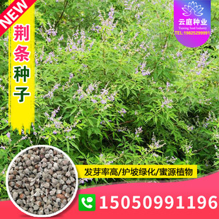 新黄荆条种子荆条树种子蜜源植物荆条花种子杜荆柴黄金子灌木包邮