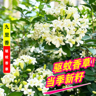 九里香种子芸香万里香过山香花圃花种籽孑盆栽花香浓郁盆景千里香
