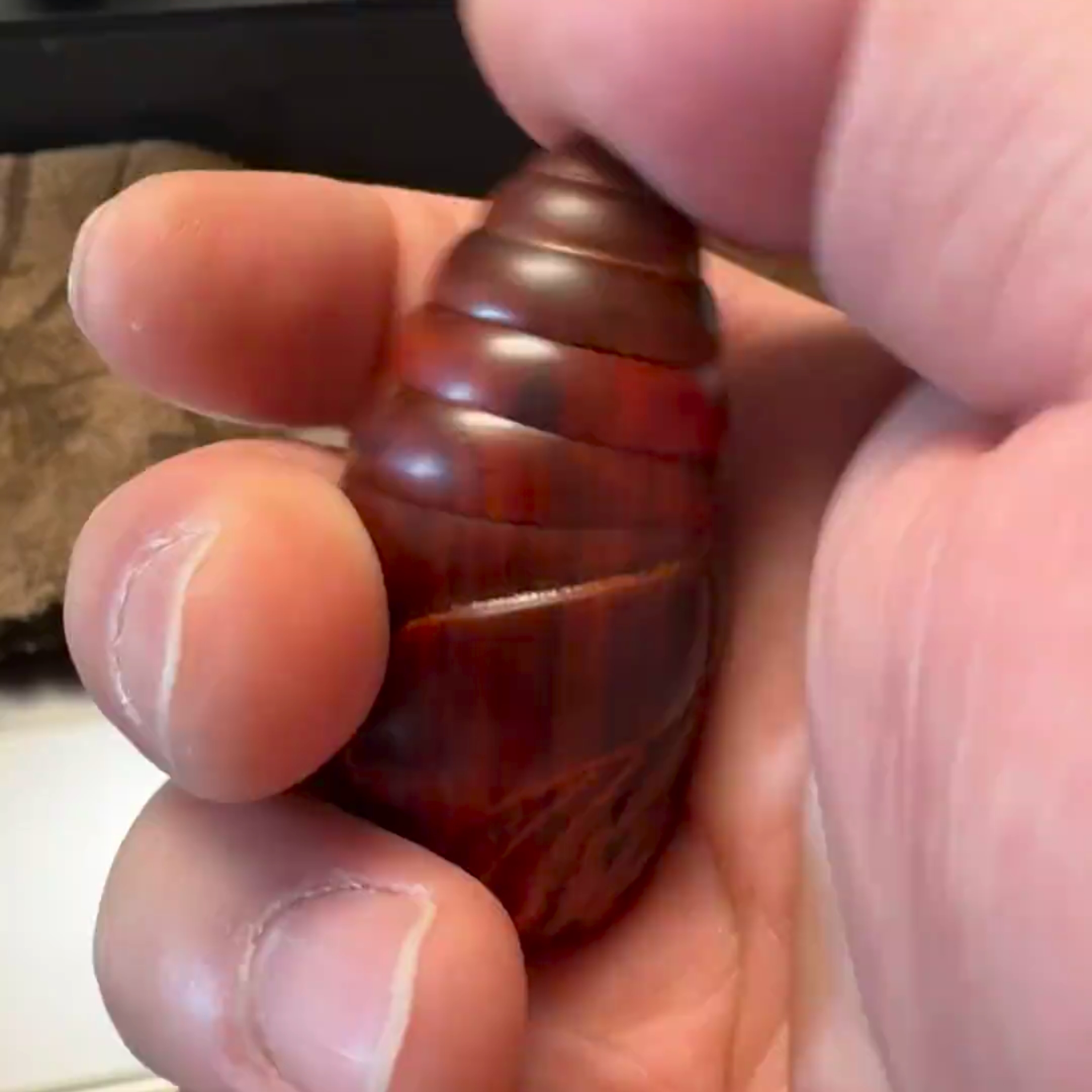 酸枝木雕无漆旋转按摩手把件