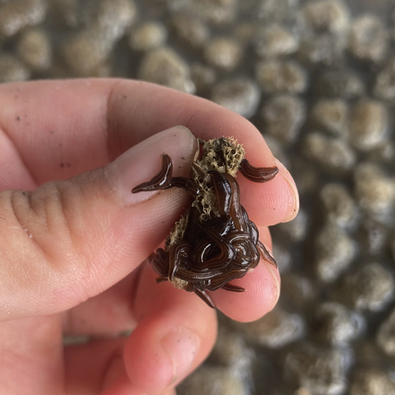 水蛭养殖回收水蛭茧蚂蝗蛋蚂蝗苗水蛭苗金线宽体养殖水产养殖技术
