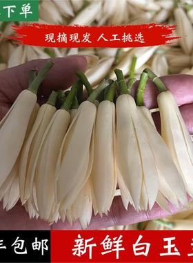 新鲜白兰花苞白玉兰鲜花缅桂白玉兰花现摘泡酒纯露广西顺丰黄角兰