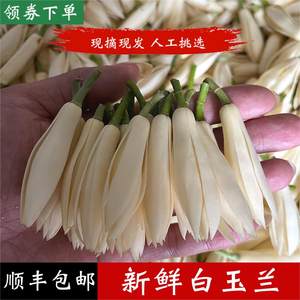 新鲜白兰花苞白玉兰鲜花缅桂白玉兰花现摘泡酒纯露广西顺丰黄角兰