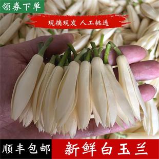 新鲜白兰花苞白玉兰鲜花缅桂白玉兰花现摘泡酒纯露广西顺丰黄角兰