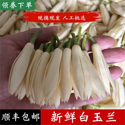 新鲜白兰花苞白玉兰鲜花缅桂白玉兰花现摘泡酒纯露广西顺丰黄角兰