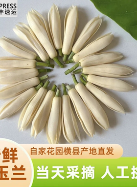 广西新鲜采摘白兰花顺丰包邮精油泡酒纯露白玉兰花手串手链黄角兰