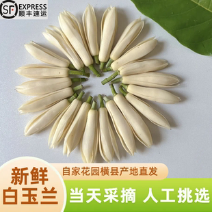 广西新鲜采摘白兰花顺丰 精油泡酒纯露白玉兰花手串手链黄角兰 包邮