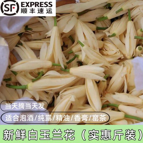 新鲜白玉兰花当天采摘黄角兰花朵黄果兰花纯露泡酒斤装白兰花鲜花