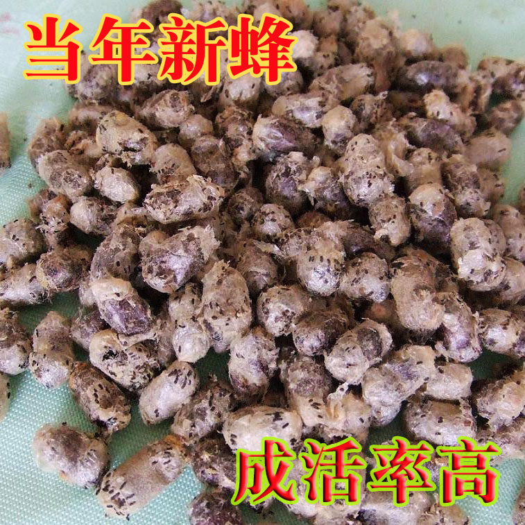 壁蜂授粉蜜蜂角额蜂苹果授粉蜂果树大棚蜂卵蜂蛹蜂茧1000只包邮