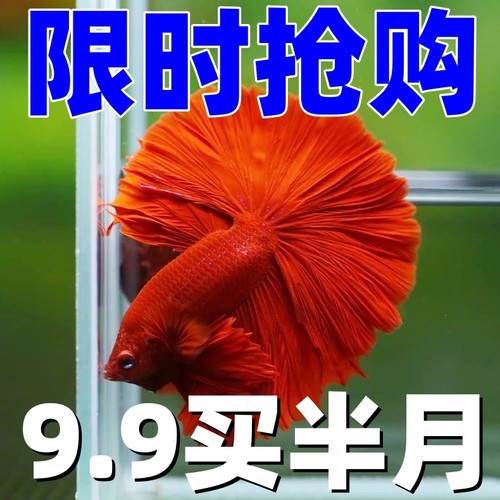 泰国斗鱼半月马尾母好养热带淡水