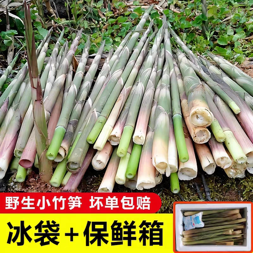 水小竹笋嫩甜笋新鲜现拔下午发