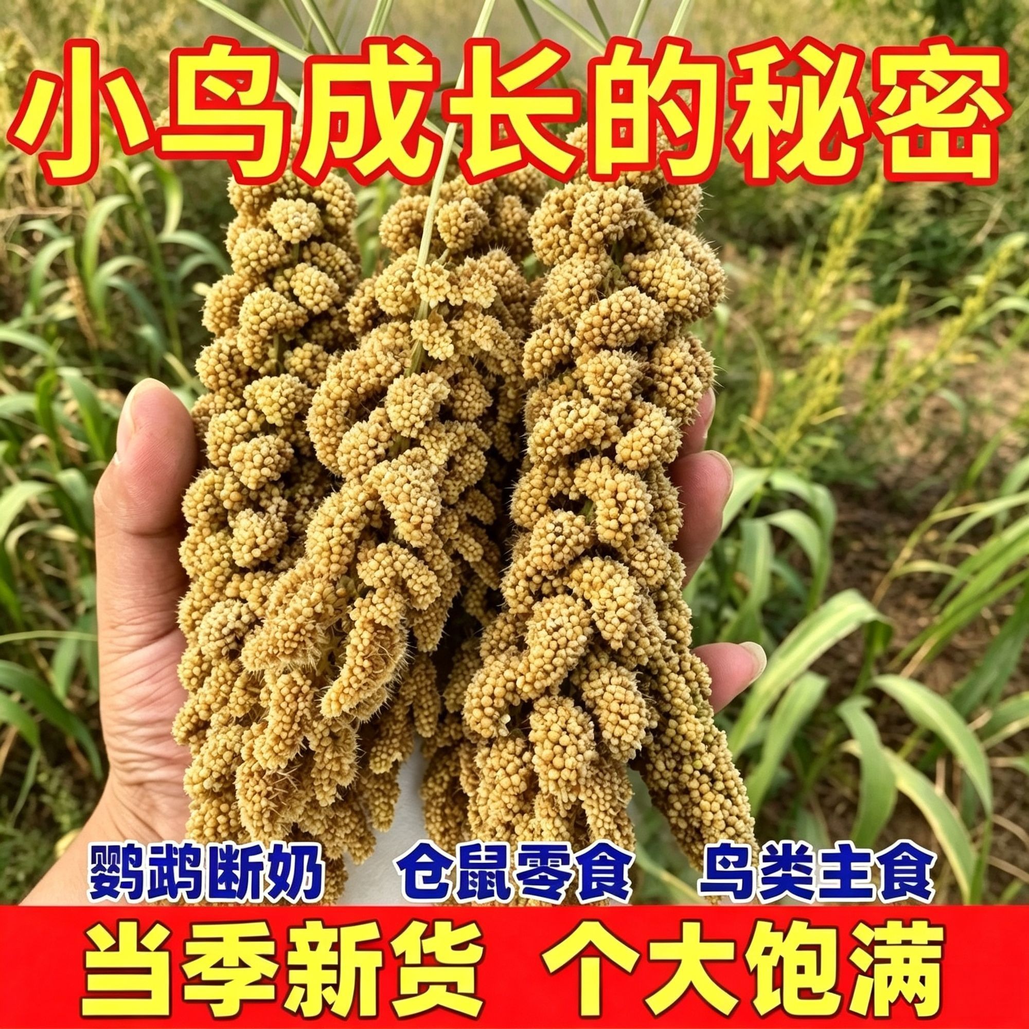 26年应季新谷子鹦鹉零食磨牙