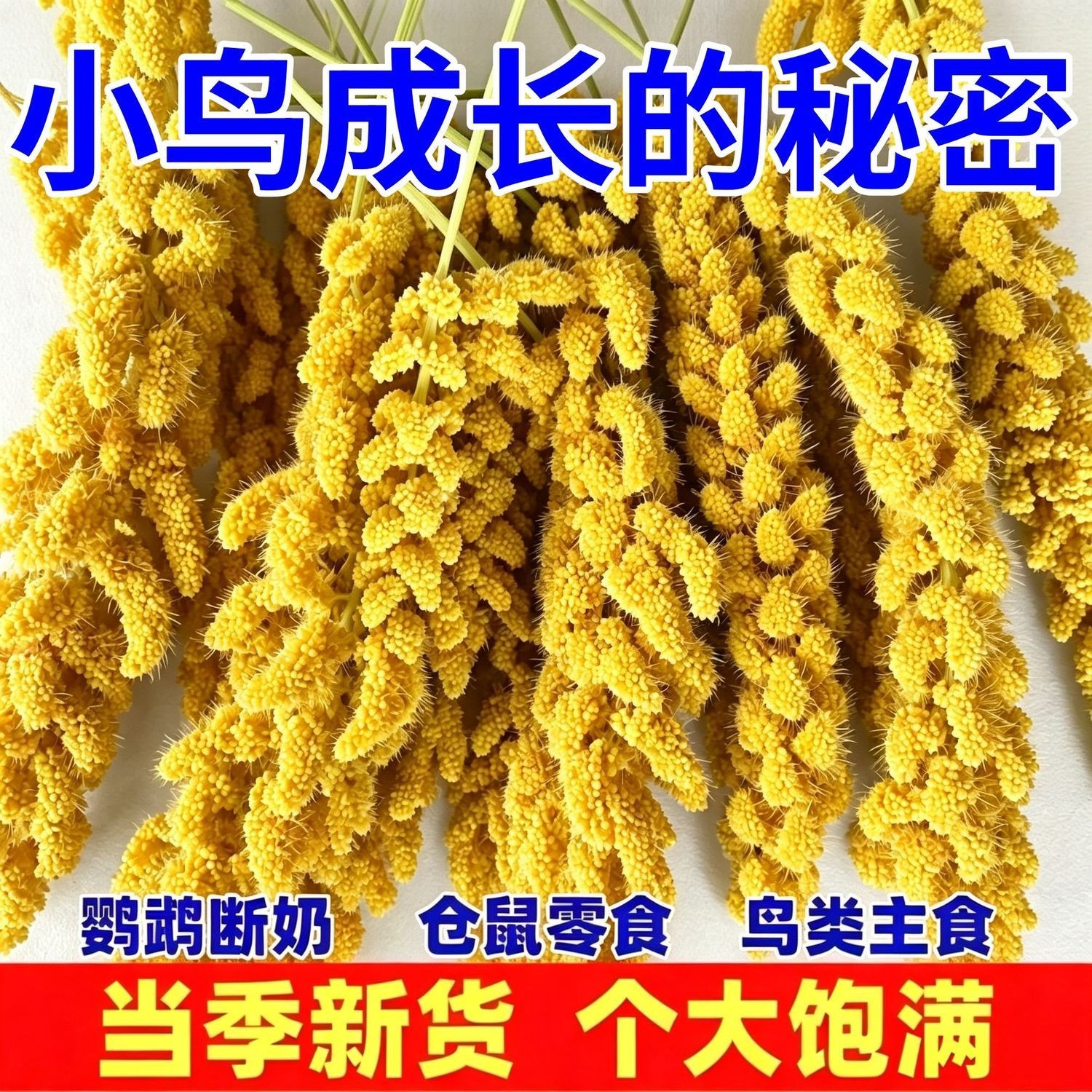 新谷穗谷子穗小米穗黄谷穗天然麦穗鹦鹉仓鼠鼠逗棒包邮鹦鹉食物