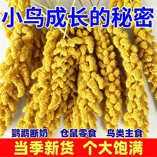 新谷穗谷子穗小米穗黄谷穗天然麦穗鹦鹉仓鼠鼠逗棒包邮鹦鹉食物