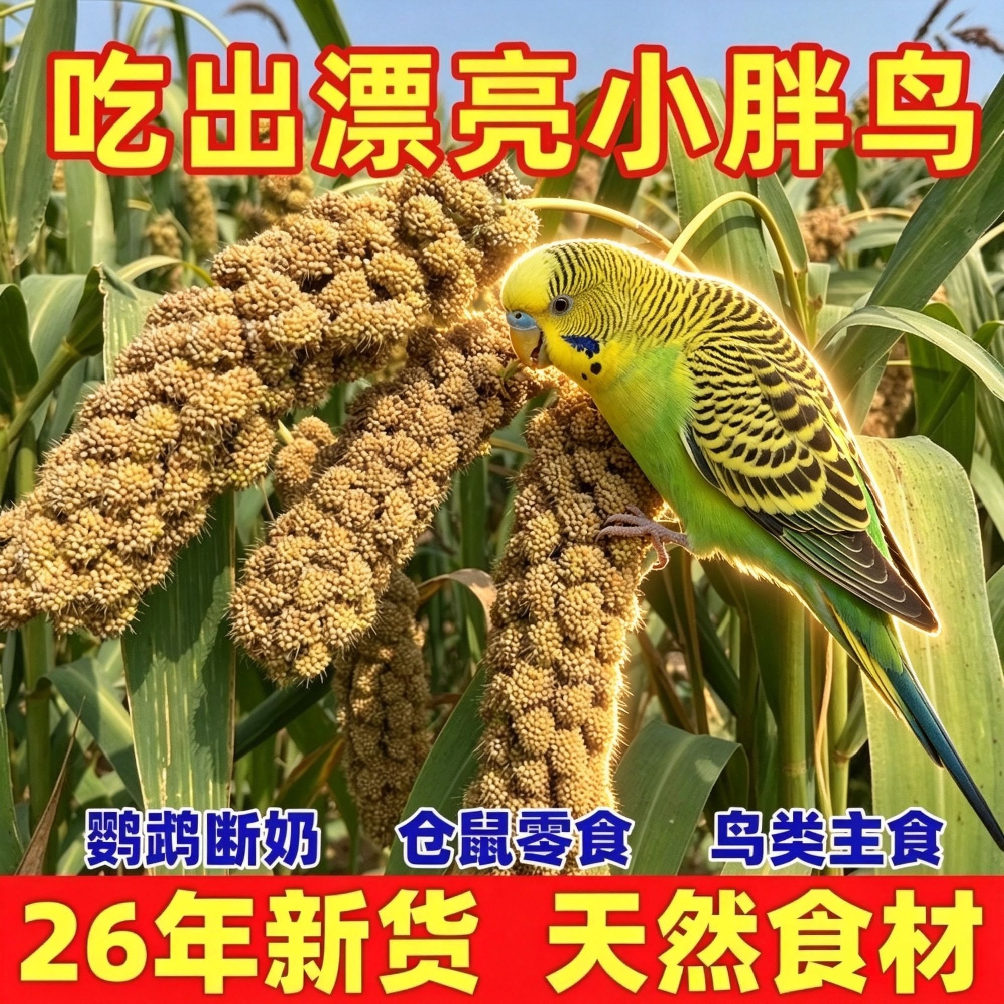 新谷穗谷子穗小米穗黄谷穗天然麦穗鹦鹉仓鼠鼠逗棒包邮鹦鹉食物
