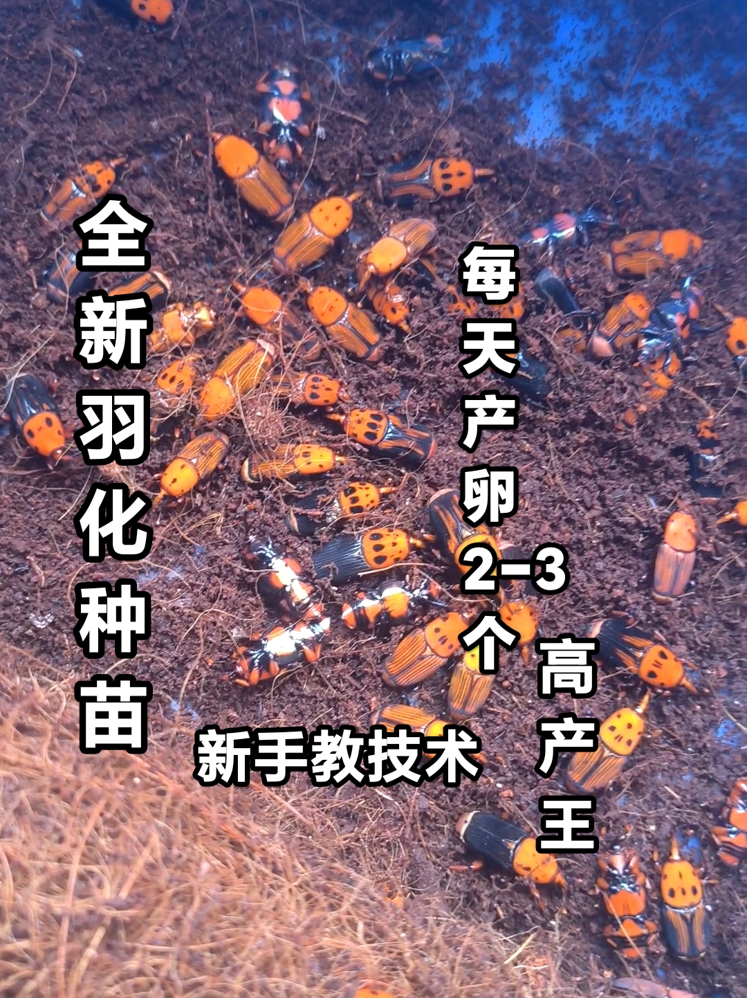 椰子虫皇竹虫种苗竹虫种虫竹象虫活体教养殖技术包邮包活宠物竹虫