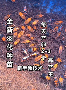 竹虫种苗 新出茧竹虫种苗竹虫种虫竹象虫活体教技术包邮包活宠物
