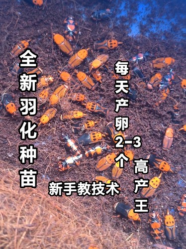竹虫种苗 新出茧竹虫种苗竹虫种虫竹象虫活体教技术包邮包活宠物