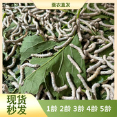 蚕宝宝活体蚕宝宝学生养蚕套装 春蚕蚕种幼蚕1龄234龄送新鲜桑叶