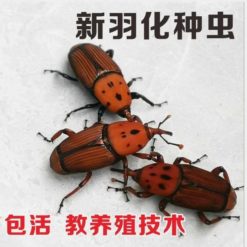 椰子虫皇竹虫种苗竹虫种虫竹象虫活体教养殖技术包邮包活宠物竹虫