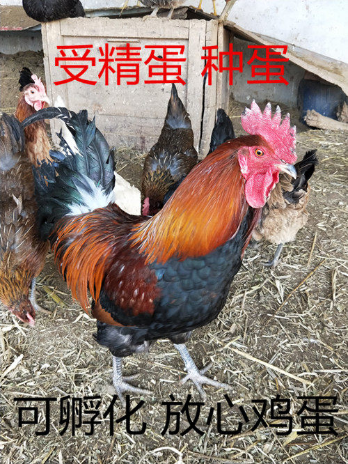 华北柴鸡可孵化受精鸡蛋种鸡蛋农家蛋新鲜散养30枚包邮受精蛋种蛋