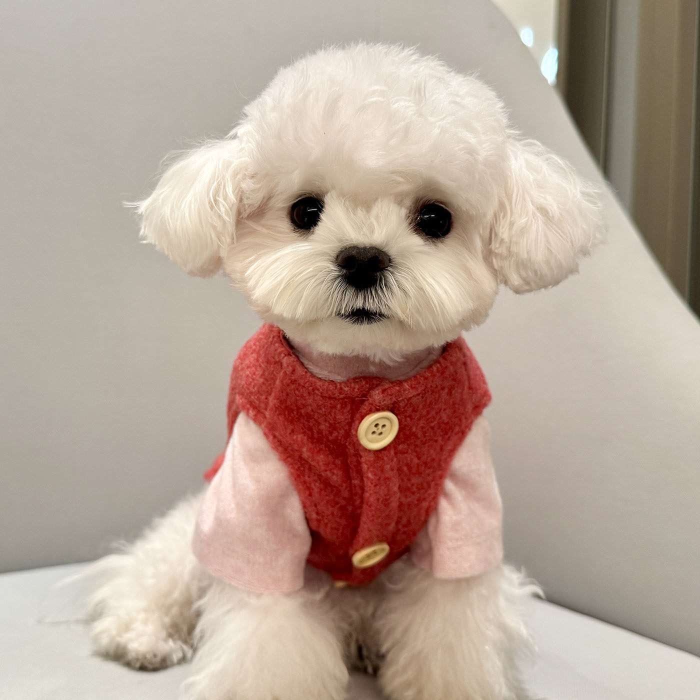 趣派cheepet宠物毛巾绒两狗宠物服装/雨衣