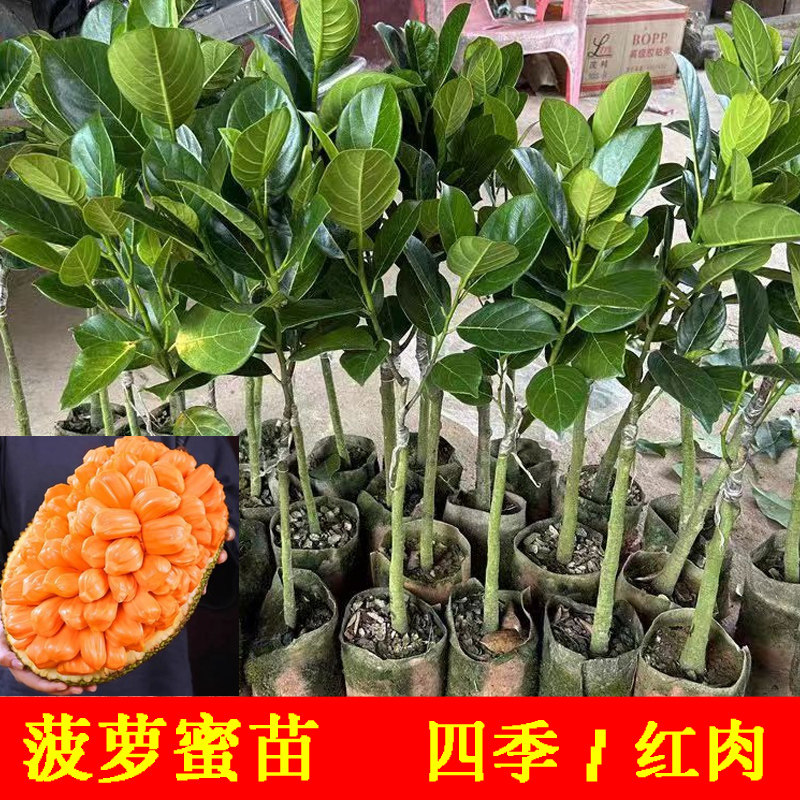 12号泰国红肉菠萝蜜嫁接苗印尼红新品种正品泰八海南黄肉木菠萝苗