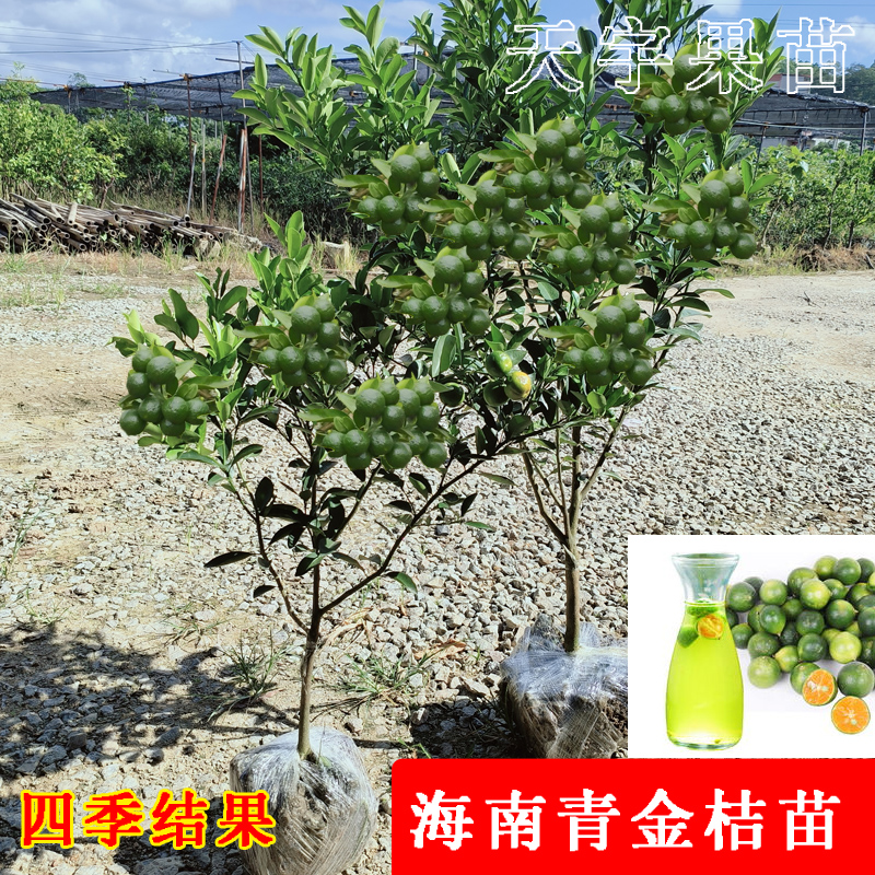 海南盆栽地栽当年结果青柠青金桔