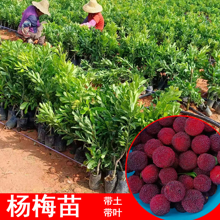 新品种水晶杨梅树苗嫁接苗南北方种植仙居东魁黑炭带土带叶耐寒