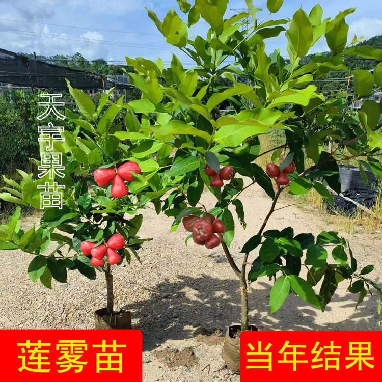 台湾新品种翡翠红黑糖芭比莲雾树苗嫁接四季南方水果大叶红黑金刚