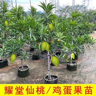 耀堂仙桃嫁接苗当年结果木瓜鸡蛋果带土带叶庭院种植耐寒盆栽四季