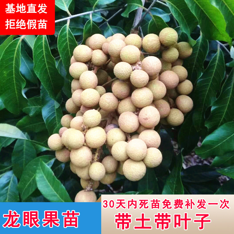 龙眼苗嫁接石硖储良南方四季种植当年结果带土盆栽桂圆水果树苗